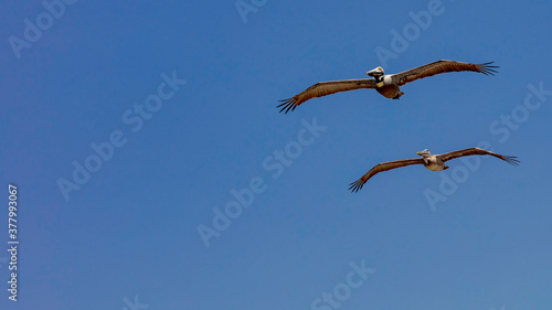 Obraz na płótnie Two pelicans flying against blue sky, Sanibel Island, Florida, USA w salonie