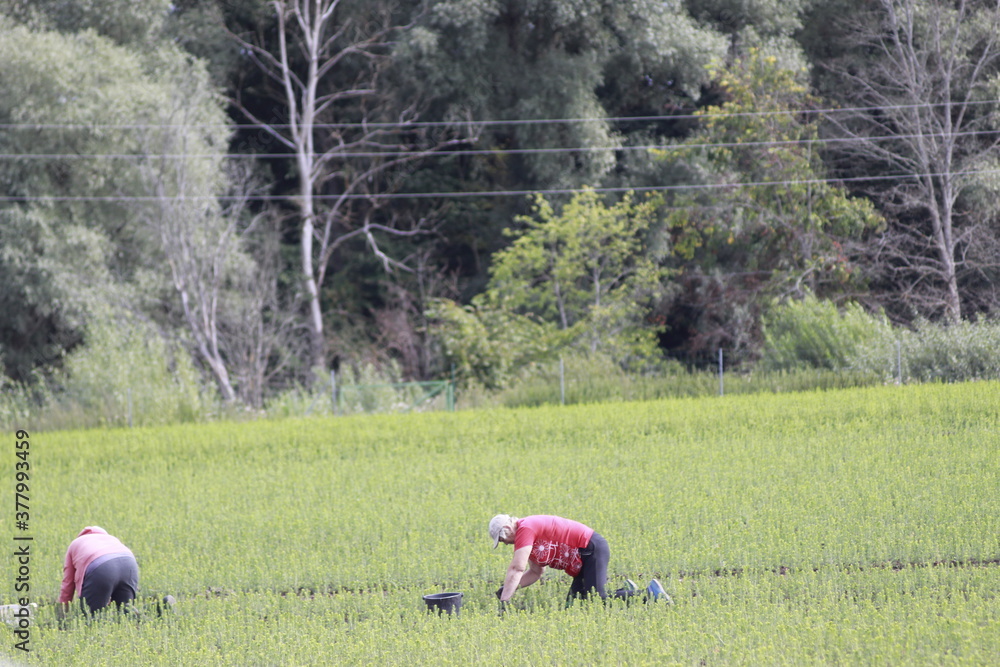 Obraz premium people work