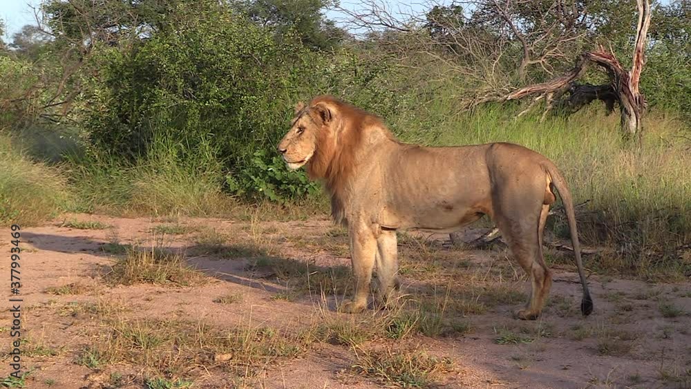 A male lion stands tall and alert as he intently watches something off camera and then walks off in the direction he was looking. A male lion stands tall and alert as he intently watches something off camera and then walks off in the direction he was looking.