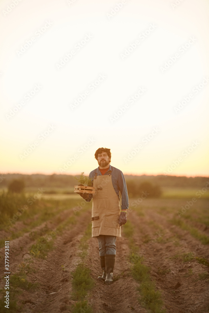 Vertical full length portrait of bearded farmer walking towards camera in field lit by sunset light Vertical full length portrait of bearded farmer walking towards camera in field lit by sunset light