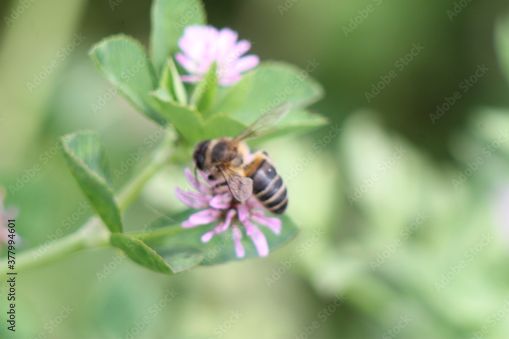 bee on flower bee on flower