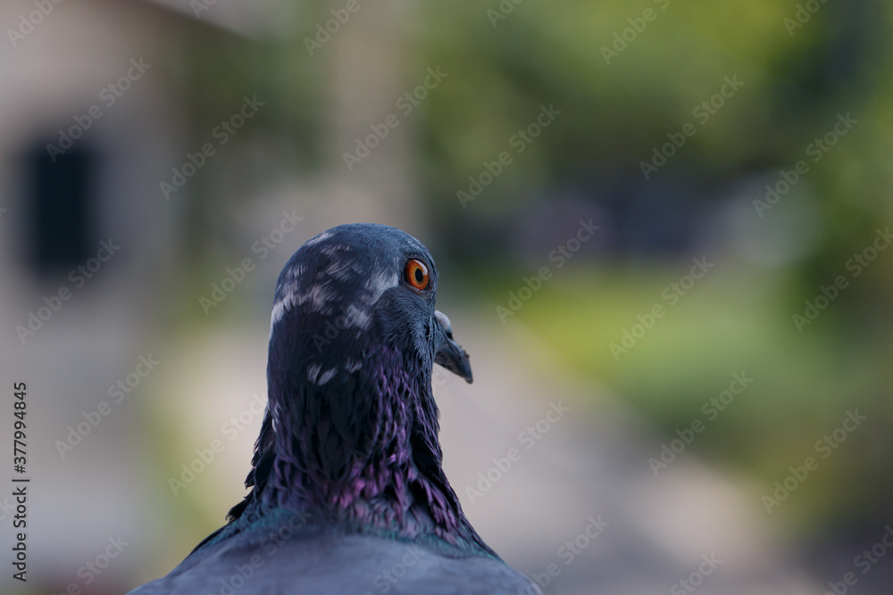 closeup photo of pigeon day time,Pigeon sitting on the fence