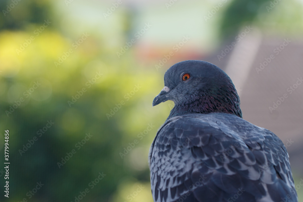 closeup photo of pigeon day time,Pigeon sitting on the fence
