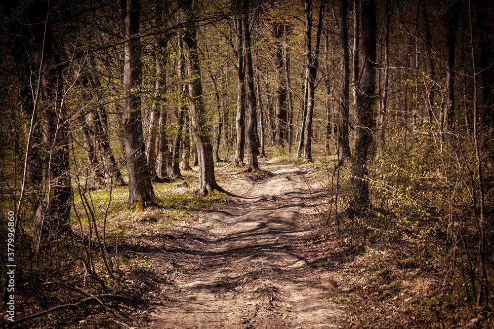 Obraz premium Forest