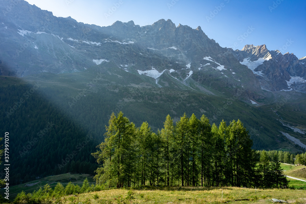 des prairies d'alpage et des sapins avec une lumière rasante et des montagne sen fond