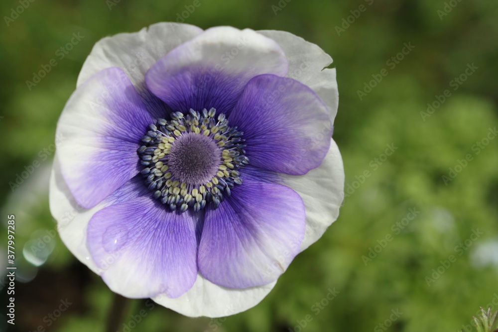 Anémona (Anemone coronaria) flor morada, con estambres blancos y morados. Anémona (Anemone coronaria) flor morada, con estambres blancos y morados.
