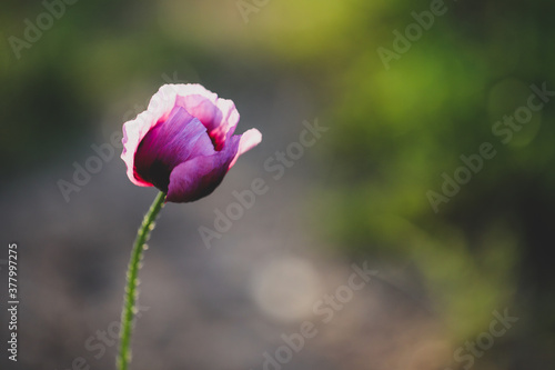 Wallpaper Mural Close up macro image of vibrant purple poppy in bloom with blurred background Torontodigital.ca
