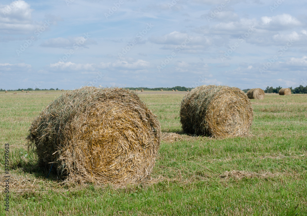 Harvesting wheat on a Sunny day. Straw stacks Harvesting wheat on a Sunny day. Straw stacks