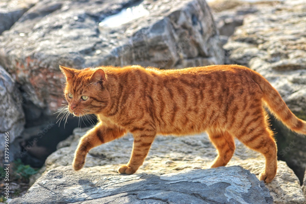 Obraz premium KEDİ