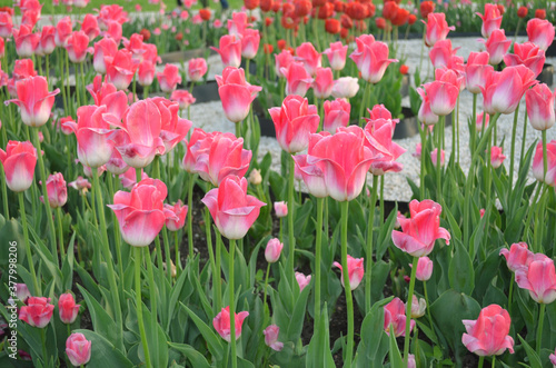 Beautiful flowers Lily, peonies, daisies, tulips