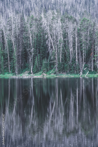 woods2