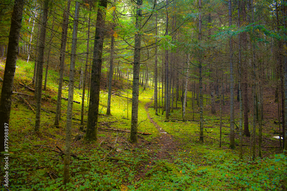 Fototapeta premium Autumn undergrowth in wild forest in Quebec, Canada