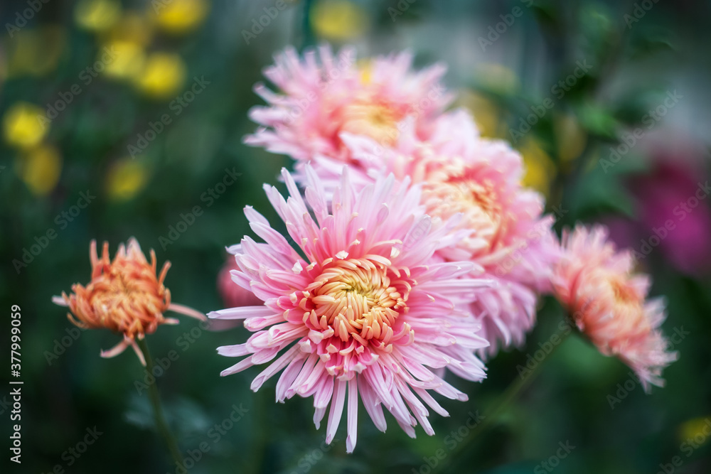 Background of pink chrysanthemums with a copy of the space. Beautiful bright chrysanthemums bloom in autumn in the garden.