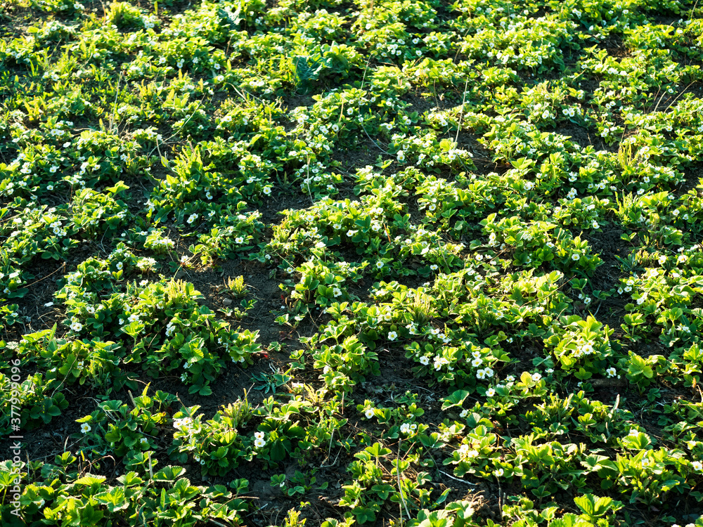 green meadow with blooming strawberry plants in garden green meadow with blooming strawberry plants in garden