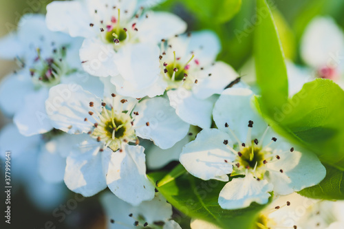 Delicate white apple blossoms at springtime on country Australian farm