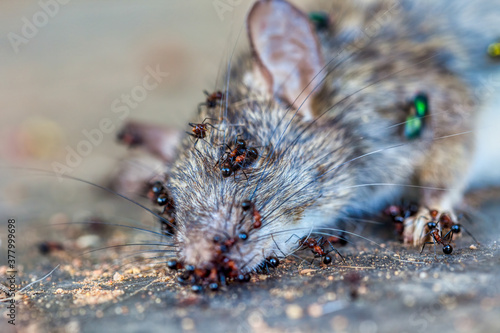 Εκτύπωση καμβά home pest