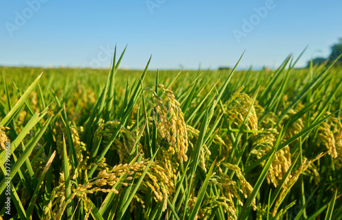 A large green rice field with green rice plants in rows in Valencia sunset.