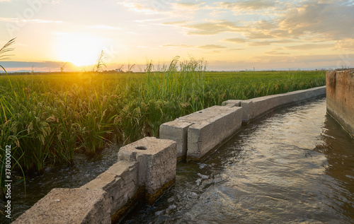 Irrigation canals of the paddy fields of Valencia at sunset