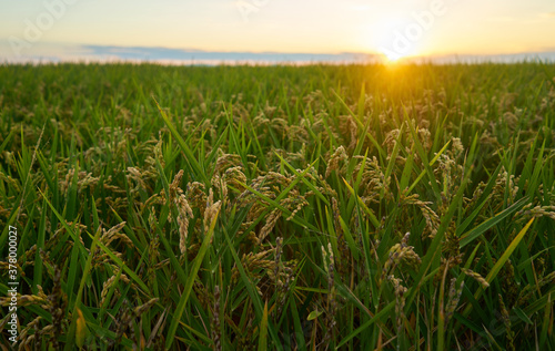 A large green rice field with green rice plants in rows in Valencia sunset.
