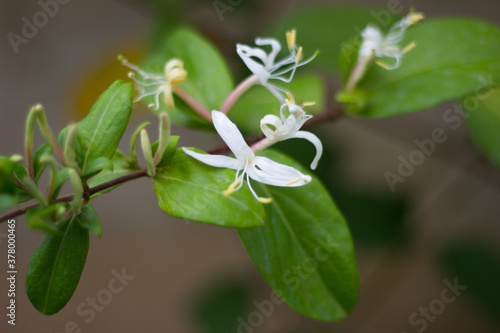 a beautiful jasmine plant and flower macro shooting