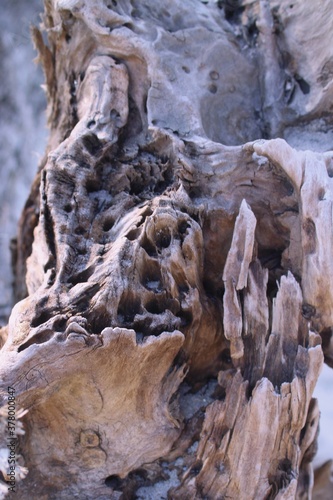Up close image of drift wood along the Cape Fear River at the Carolina Beach State Park