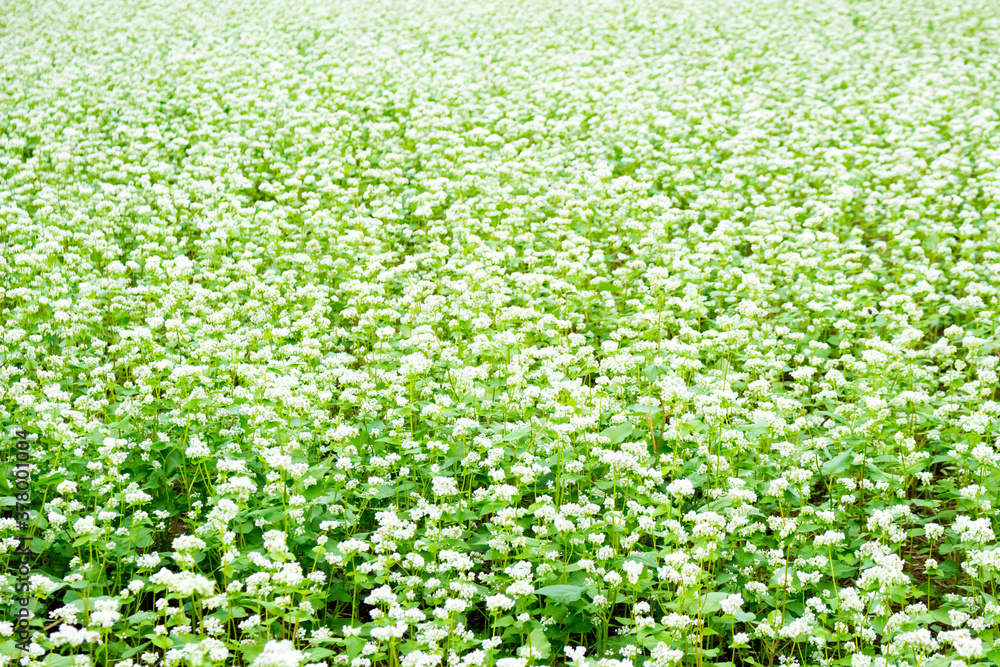 花咲くソバ畑 花咲くソバ畑