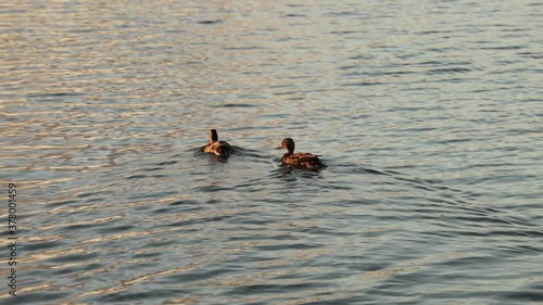 Two ducks swim on the water together. The camera follows the birds. photo