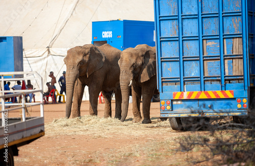 Photography circus elephants