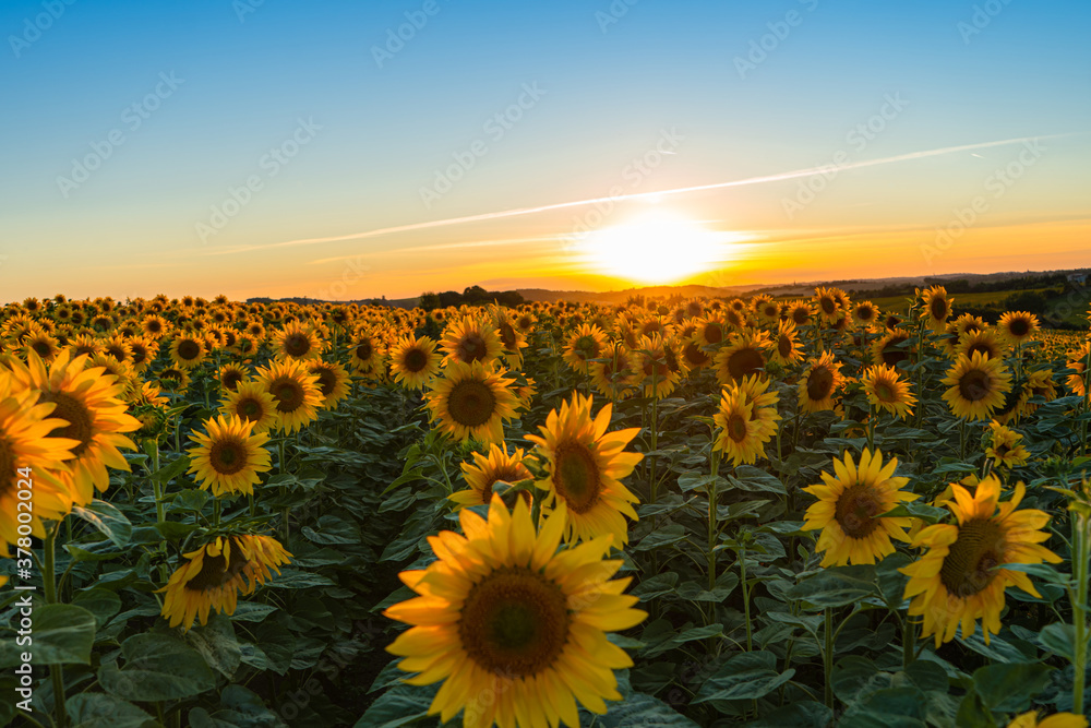 Fototapeta premium Sunflower field in the Midwest in full bloom at sunset in France
