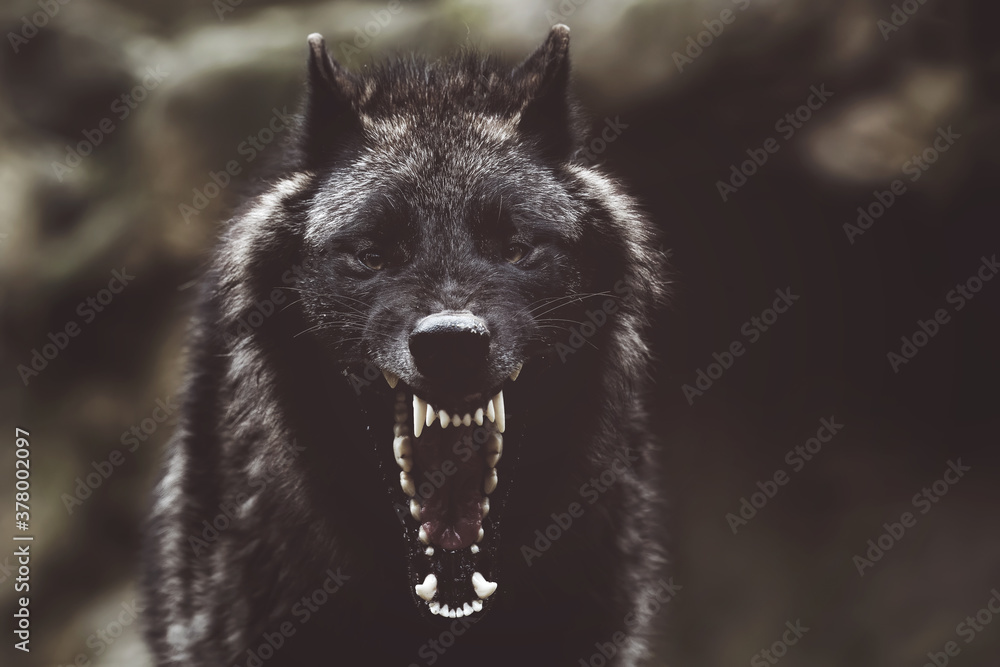Soft focus of a fierce growling black wolf with sharp teeth