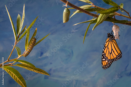 Fototapete Monarch Trinity, Danaus plexippuson, Caterpillar, Chrysalis, and newly emerged B