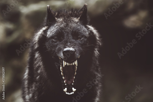 Fotografie Soft focus of a fierce growling black wolf with sharp teeth