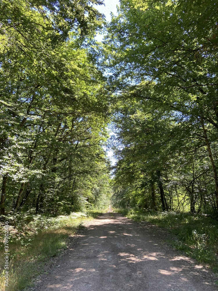Fototapeta premium Route de forêt en Bourgogne