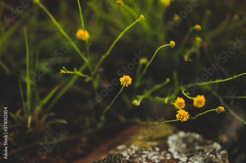 Close up image of Coltsfoot Tussilago growing wild in field among moss covered rocks