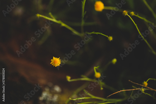 Close up image of Coltsfoot Tussilago growing wild in field among moss covered rocks