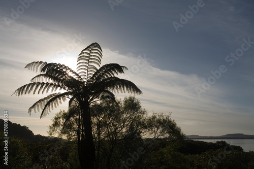 Tree Ferns in Rainforest  North Island  New Zealand