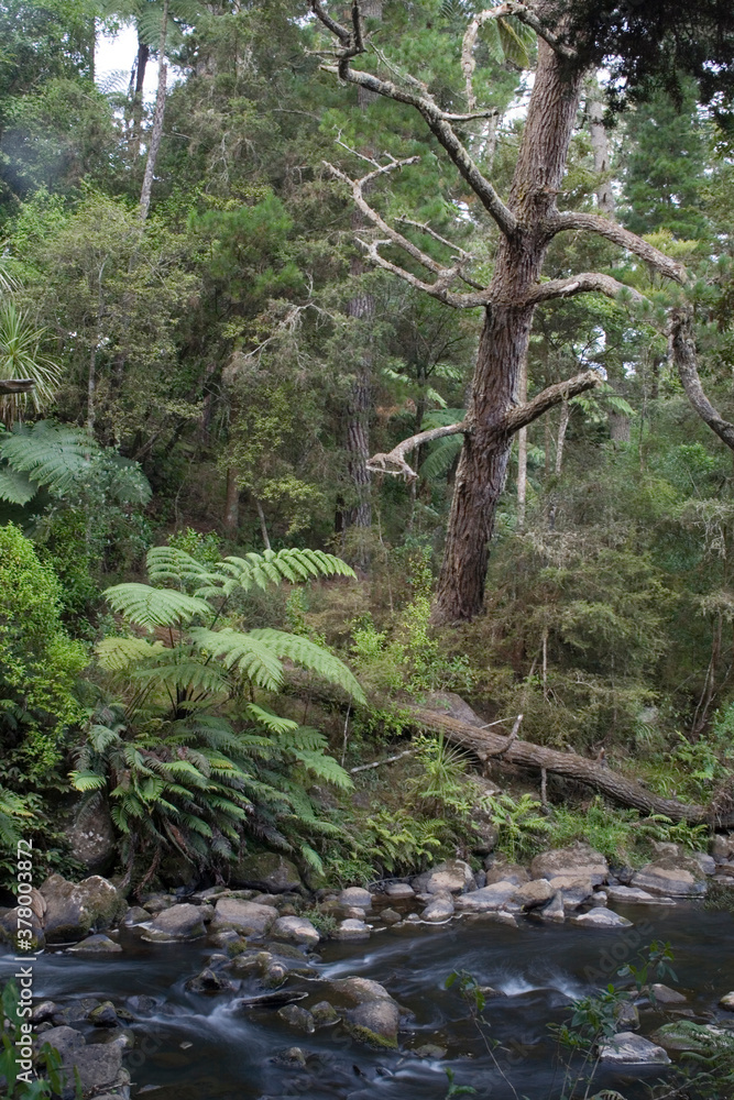 Fototapeta premium Rainforest, Whangerei, North Island, New Zealand