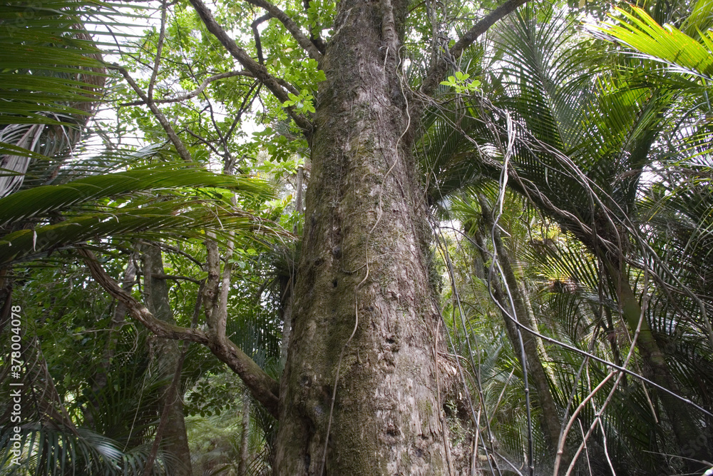 Fototapeta premium Rainforest, Hokianga, North Island, New Zealand