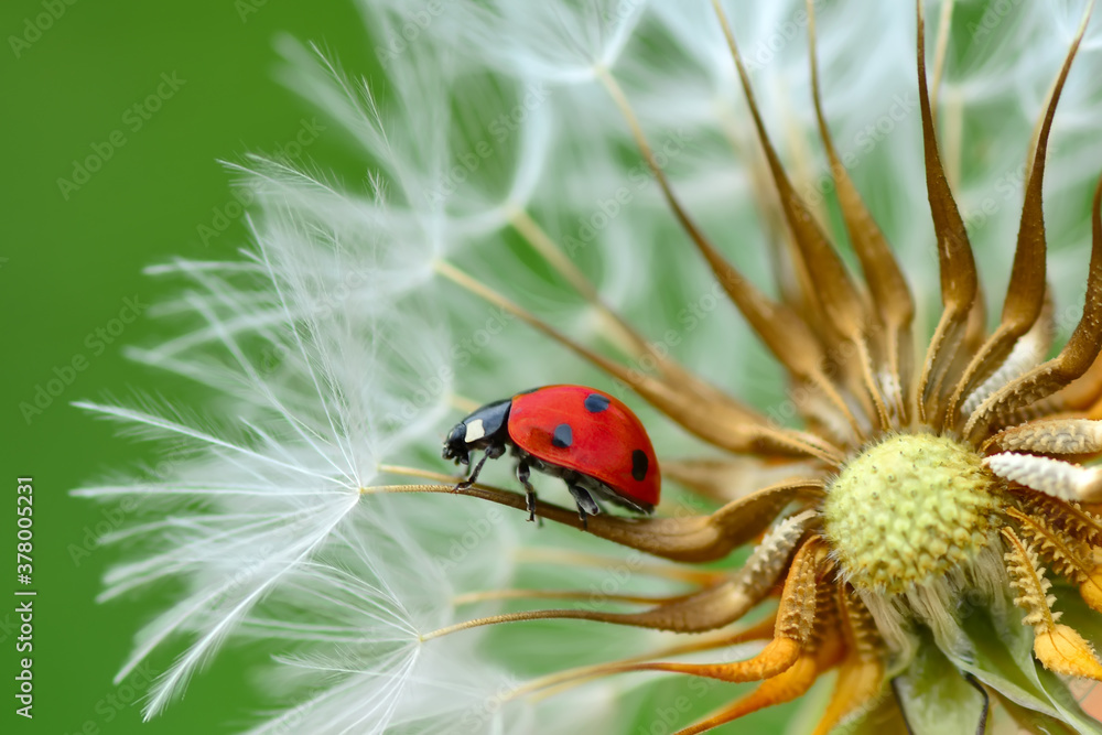 Obraz premium Beautiful ladybug on leaf defocused background