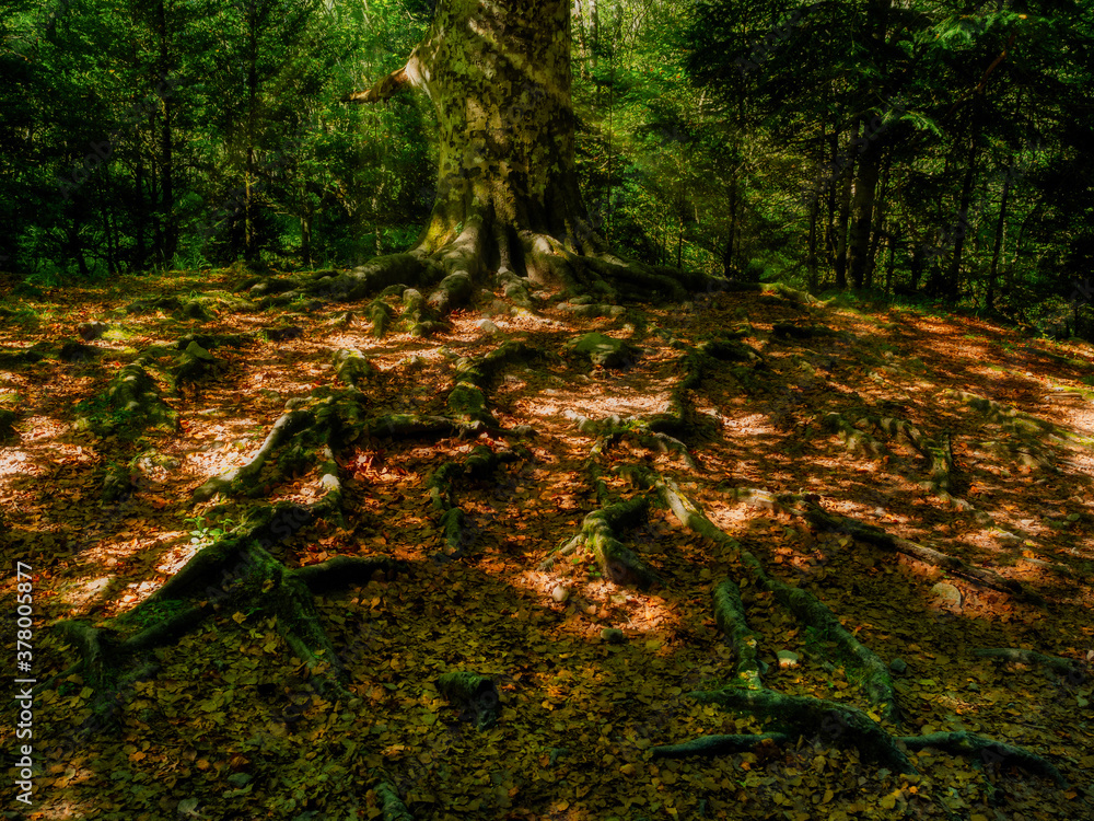 Morning roots