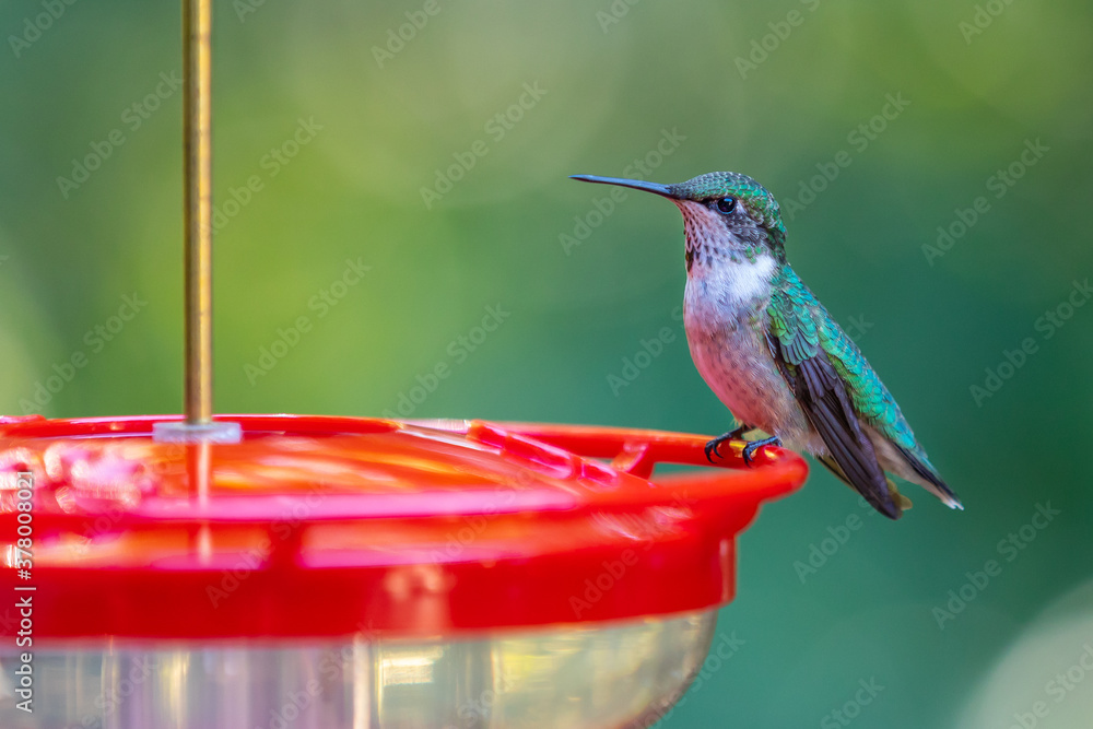 A young male ruby-throated hummingbird on a red feeder