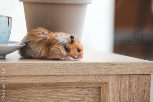 Curious funny hamster on table