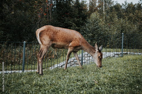 Fototapeta Naklejka Na Ścianę i Meble -  The roe-deer eat a grass.