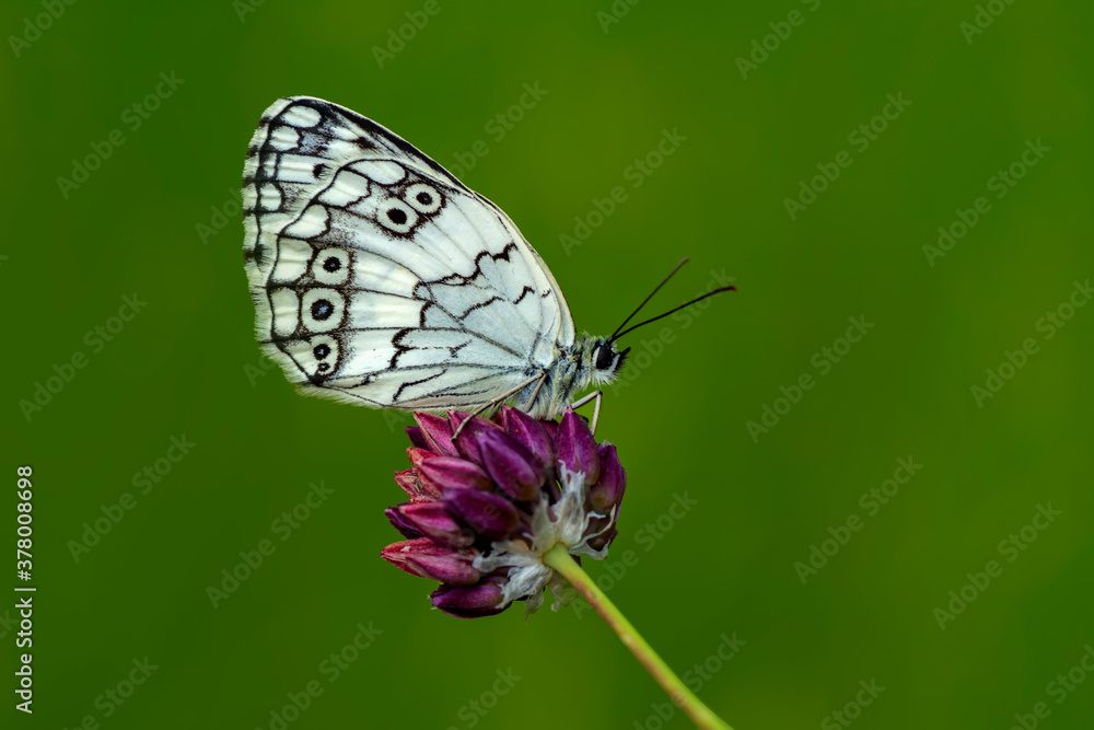 Obraz premium Macro shots, Beautiful nature scene. Closeup beautiful butterfly sitting on the flower in a summer garden.