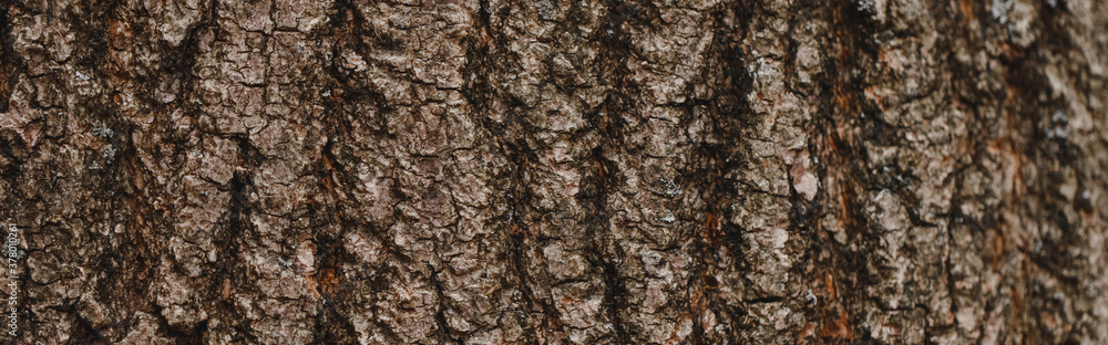 Natural wooden texture background. Closeup macro of old aged tree bark pattern surface. Abstract oak tree nature backdrop wallpaper. Web banner header. Natural wooden texture background. Closeup macro of old aged tree bark pattern surface. Abstract oak tree nature backdrop wallpaper. Web banner header.
