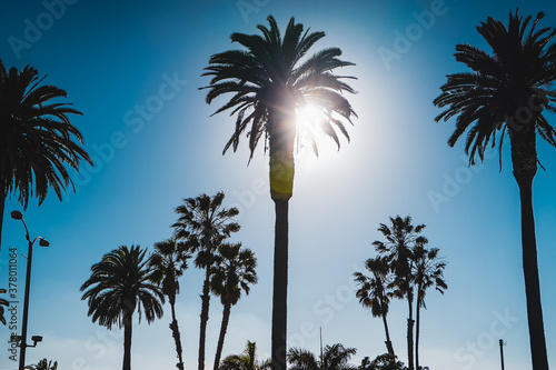 Sunny afternoon view of palm tree close to sunset at Santa Monica