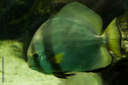 Cuadro en lienzo The Orbicular batfish (Platax orbicularis).