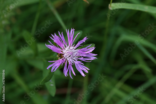 Φωτογραφία Closeup of knapweed surrounded by greenery in a field with a blurry background