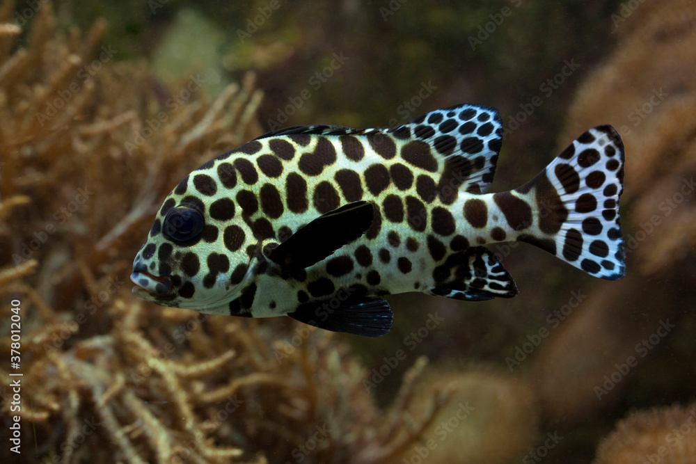 The Harlequin sweetlips (Plectorhinchus chaetodonoides). The Harlequin sweetlips (Plectorhinchus chaetodonoides).
