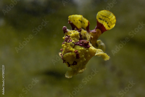 The warty frogfish or clown frogfish (Antennarius maculatus). photo